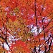 ayuayuの画像