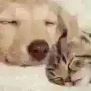 こみこの画像