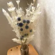 ボーダーわんこの画像