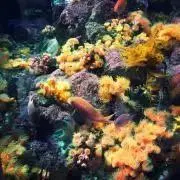 U (即購入OK )の画像