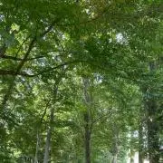 miiの画像