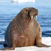からあげの画像