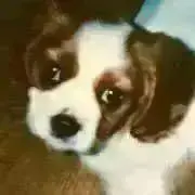 オカンMの画像