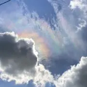 叶の画像