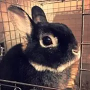 Bambiの画像