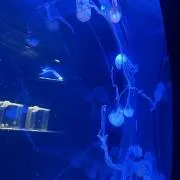 くらげ