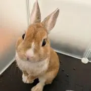 Yの画像