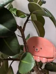 たこ　☆迅速丁寧を心がけています☆の画像