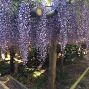 くまもんの画像