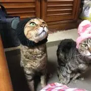 トラの画像