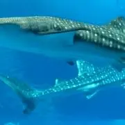 いちかの画像
