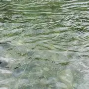 ALOEの画像