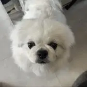 パパこんぐ