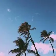 Rの画像