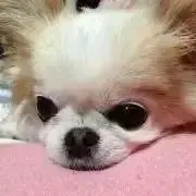 るるの画像