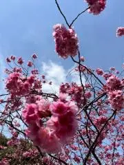 ぷ～ちゃんの画像