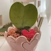 Cの画像