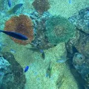 フミの画像