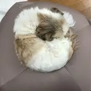 花の画像