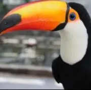 ayapanの画像