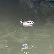綾の画像