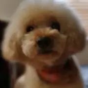 ブラン