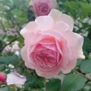 みやちゃん