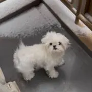 まりんかの画像