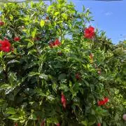 ひとりんの画像