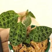 rinの画像