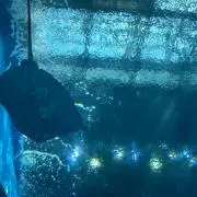 しずくの画像