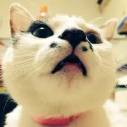 にゃーす(^o^)の画像