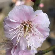 ハナ