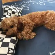 ニャース