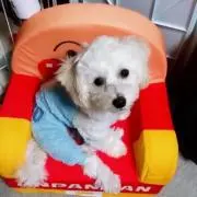 まこの画像