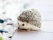 Miroの画像