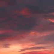 Koaの画像