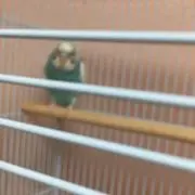 チカジ