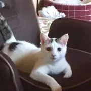 やっちゃん