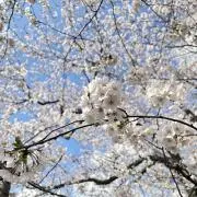 sakurasakuの画像