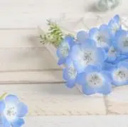 たかの画像