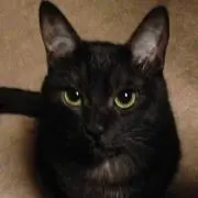 Jicchi.i