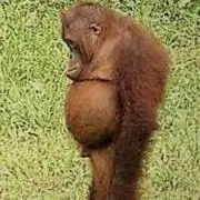 ウータン