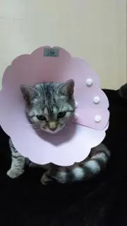 みぃたん