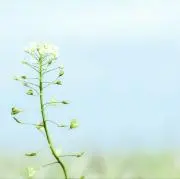 ぺんぺんぐらすの画像