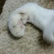 ゴジラ　断捨離中！！の画像