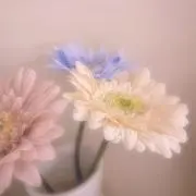 めいの画像