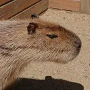 みたかの画像