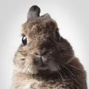 brown_rabbitの画像