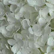 わかチャム
